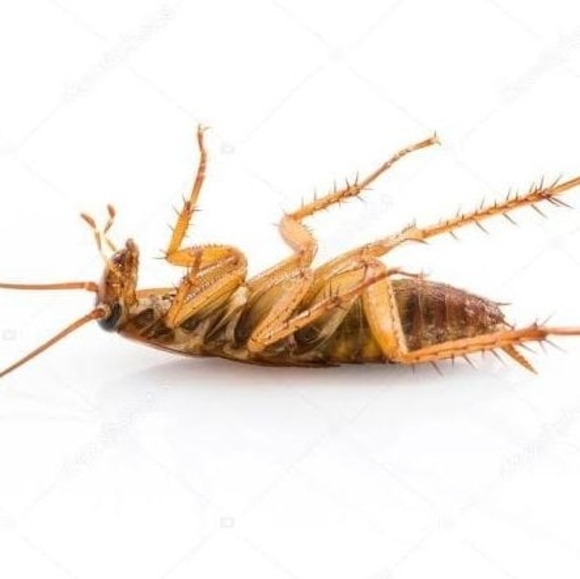 Meet your Posher, Je - Picture 1 of 1